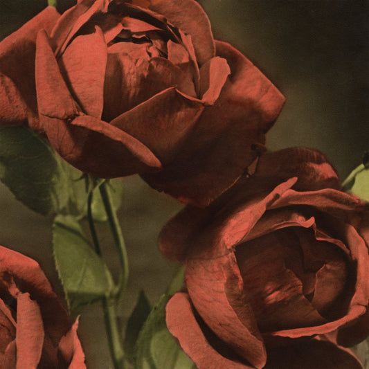 Cindy - Another Country album cover. Close-up of red roses with a dark background.