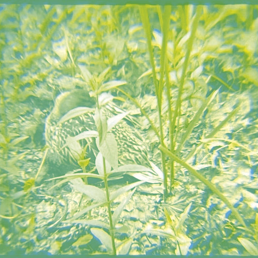 Early Music – Reeds (album cover)