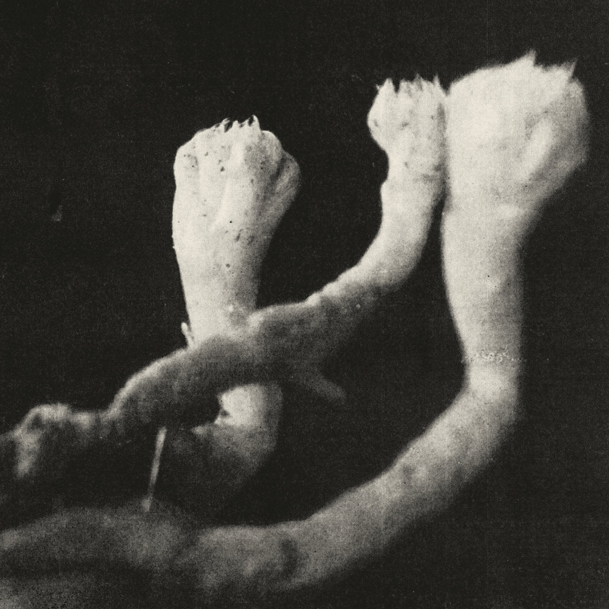 Läuten der Seele - Unterhaltungen mit Larven und Überresten album cover