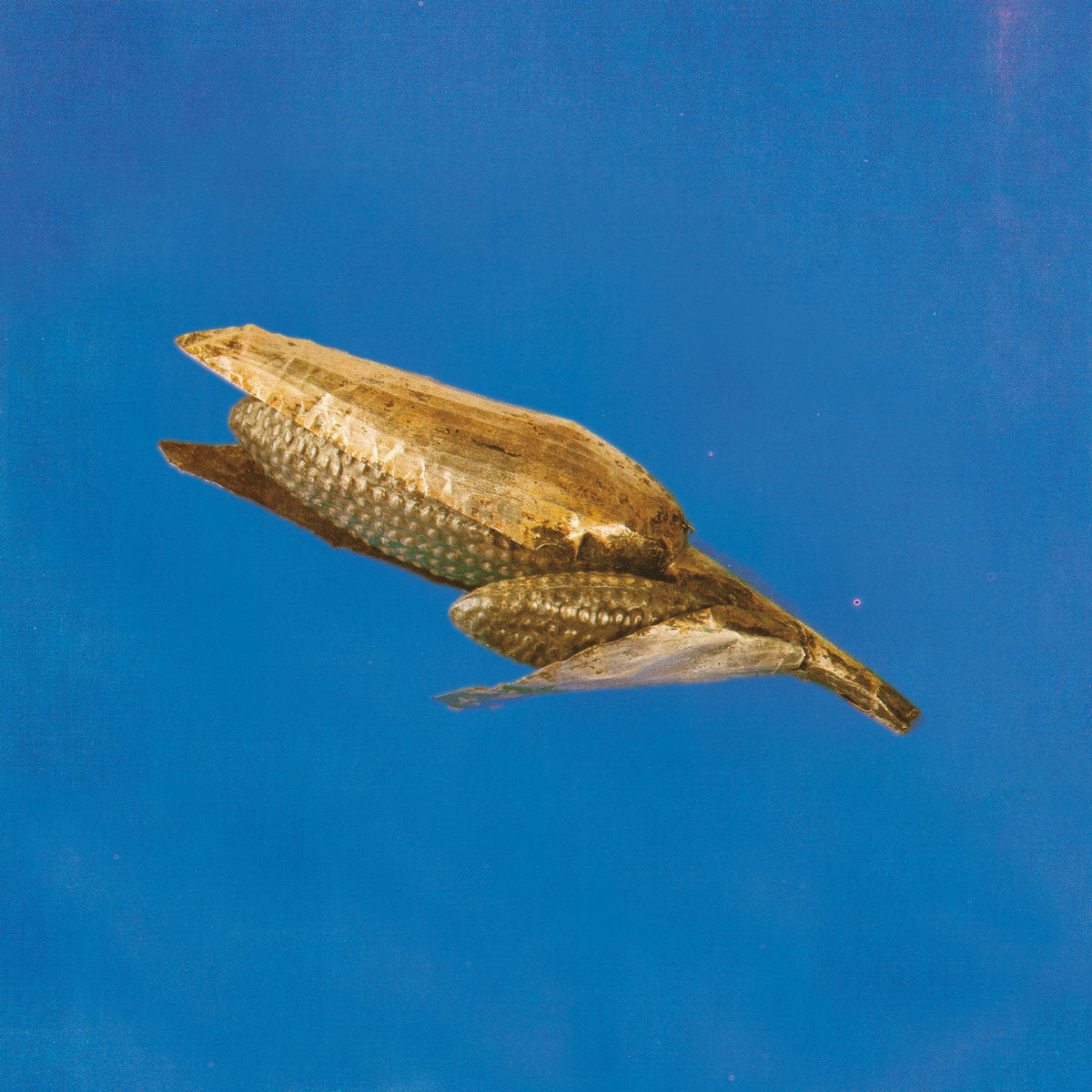 Dried corn cob on a blue background