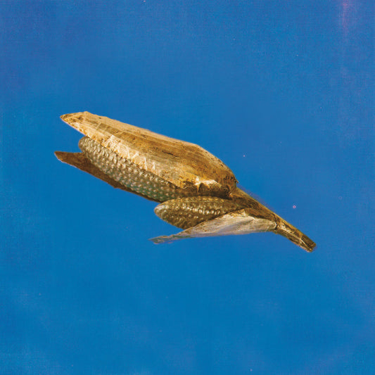 Dried corn cob on a blue background