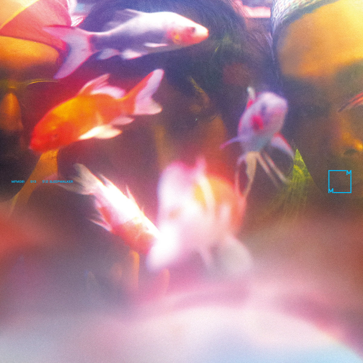 Fish swimming in a tank with colorful background