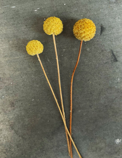 Yellow flowers